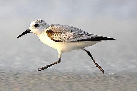 Strandlaeufer Zempin Extérieur photo
